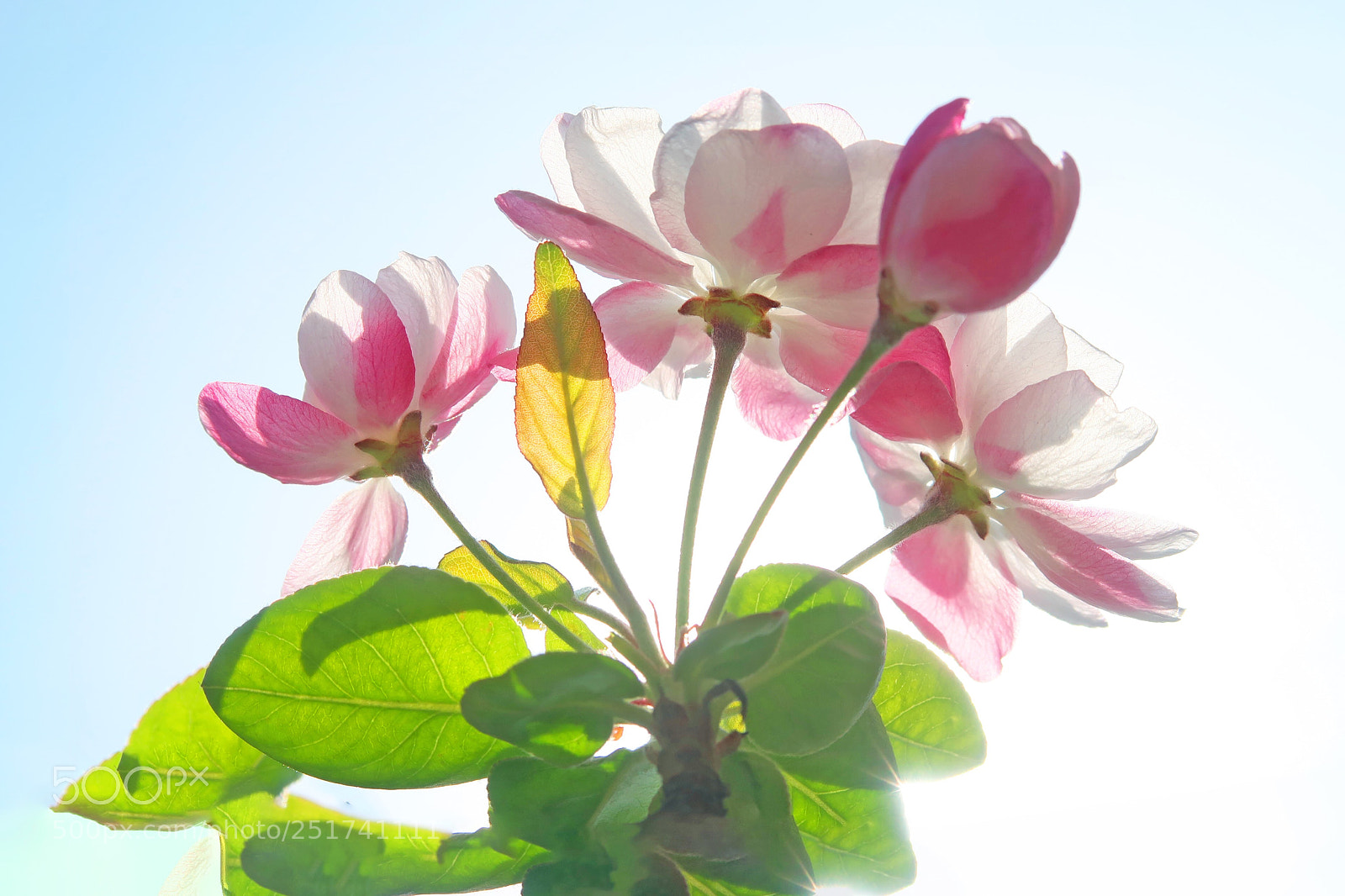 Canon PowerShot G7 X Mark II sample photo. Flower photography
