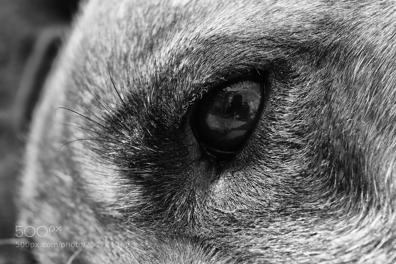 Nikon D3300 sample photo. Poor stray dog photography