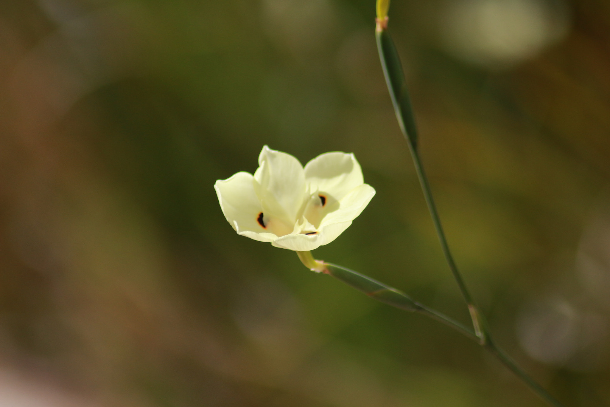 Canon EOS 700D (EOS Rebel T5i / EOS Kiss X7i) sample photo. Yellow photography