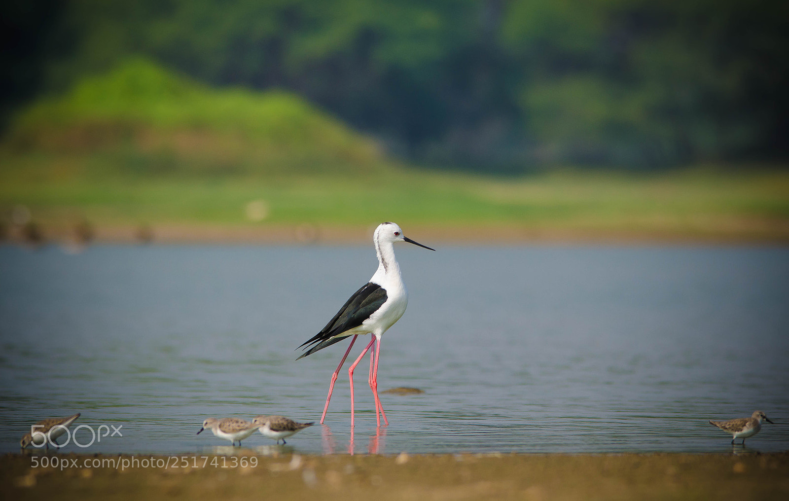 Nikon D7000 sample photo. Black winged stilt photography