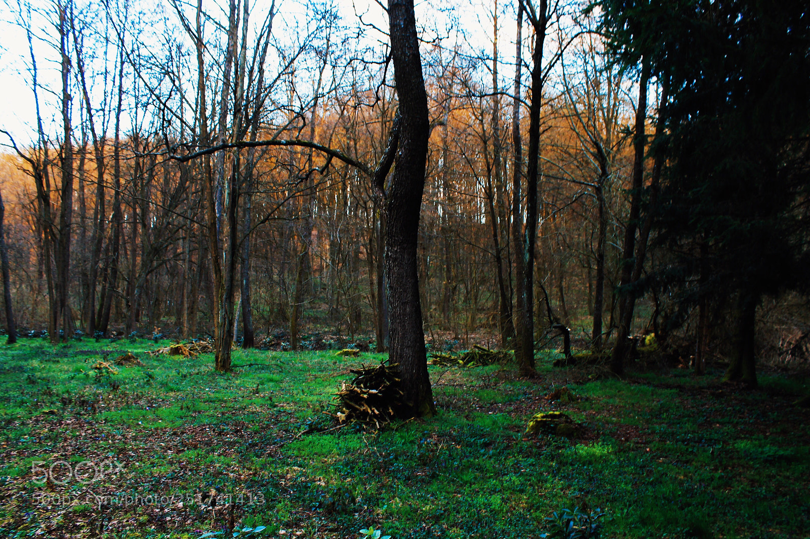 Canon EOS 1100D (EOS Rebel T3 / EOS Kiss X50) sample photo. Fairytale forest photography