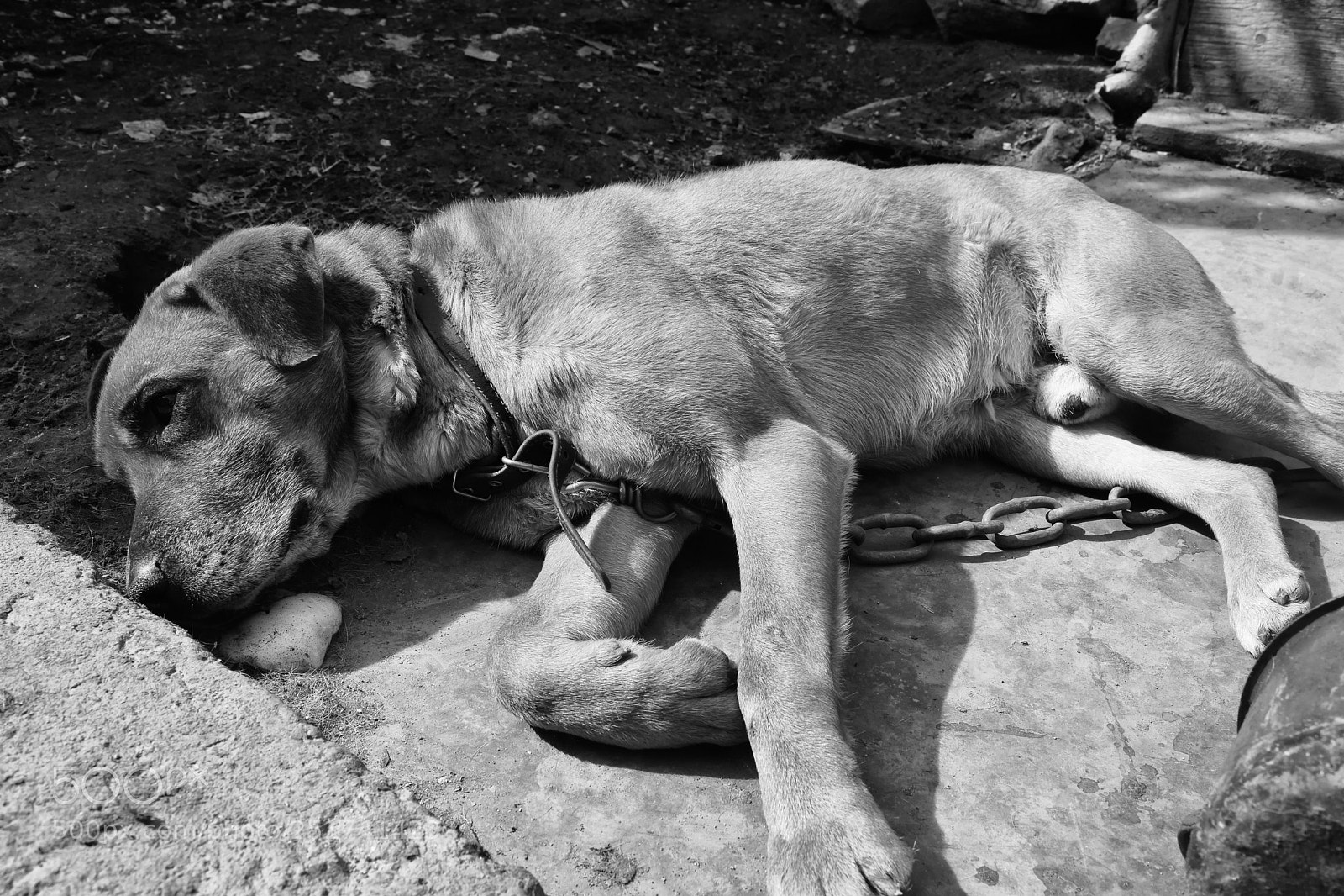 Nikon D3300 sample photo. Poor stray dog photography