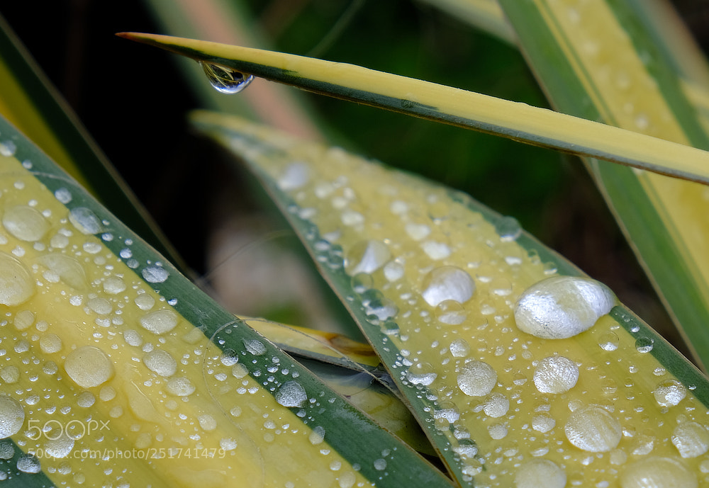 Fujifilm X-E3 sample photo. Flowerbridge photography