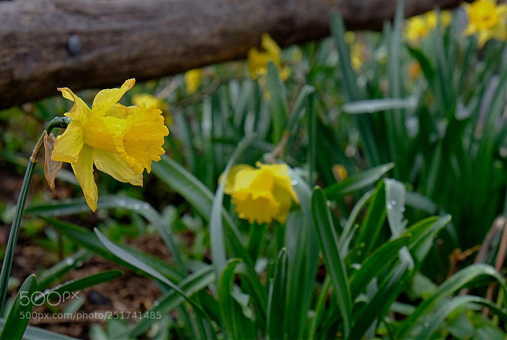 Fujifilm X-E3 sample photo. Flowerbridge photography