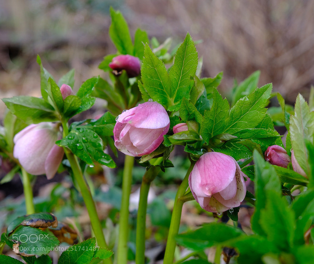 Fujifilm X-E3 sample photo. Flowers photography