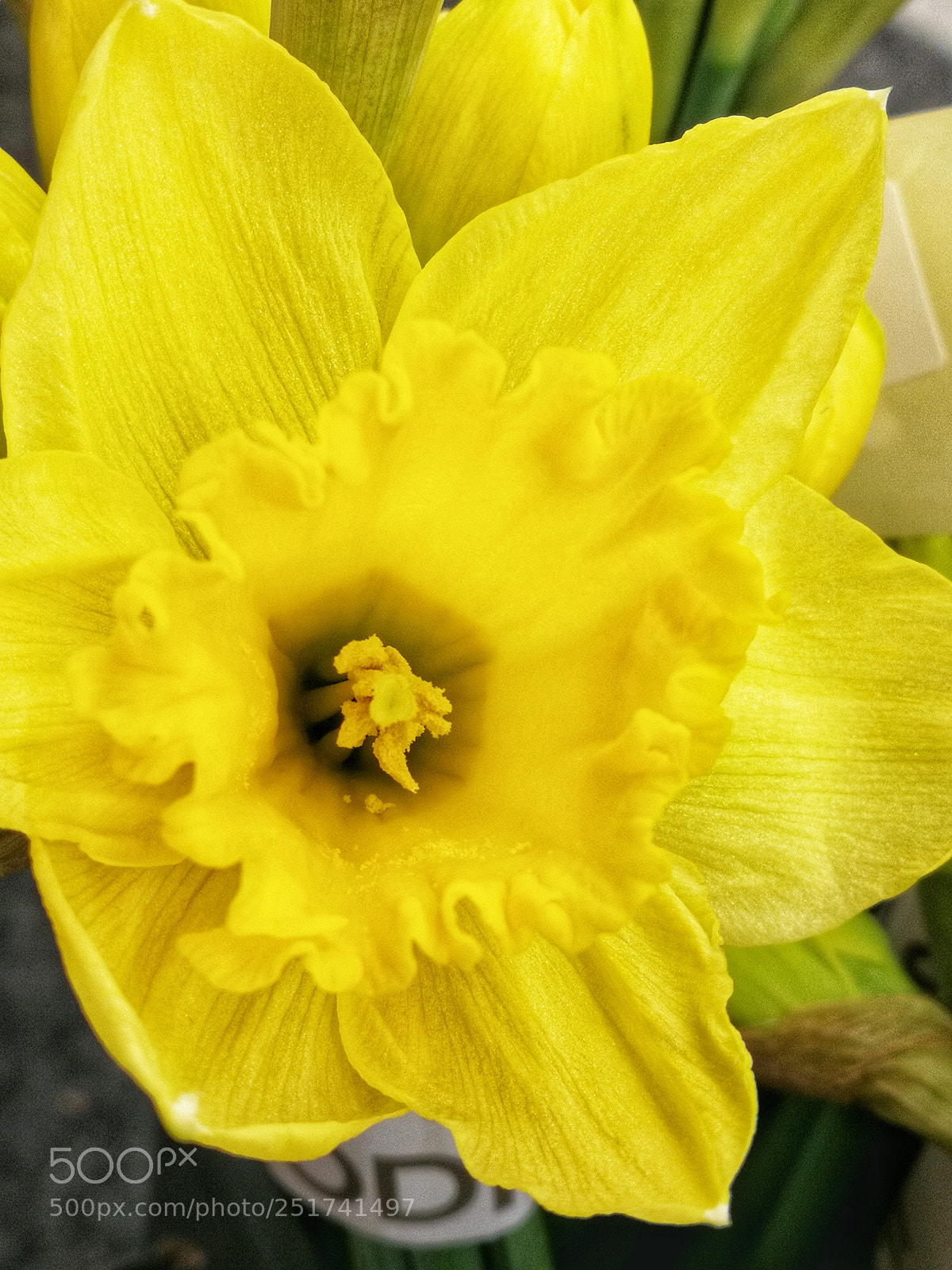 HUAWEI P10 sample photo. Easter daffodil... photography
