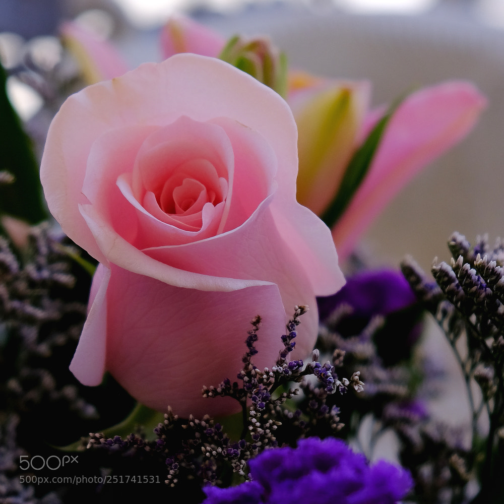 Fujifilm X-E3 sample photo. Rose photography
