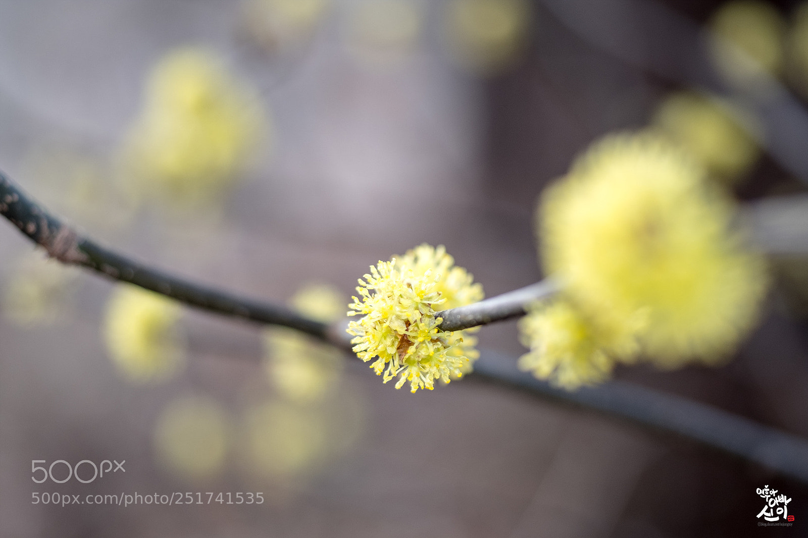 Fujifilm X-T2 sample photo. Lindera obtusiloba photography
