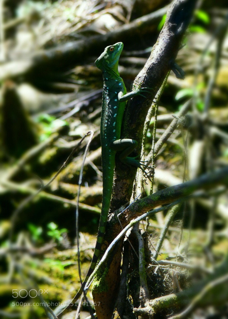 Nikon D7500 sample photo. Untitled photography