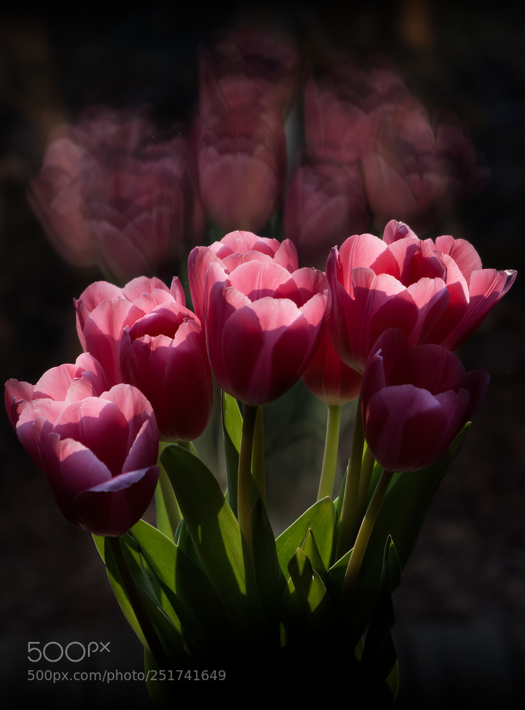 Fujifilm X-E3 sample photo. Tulips photography