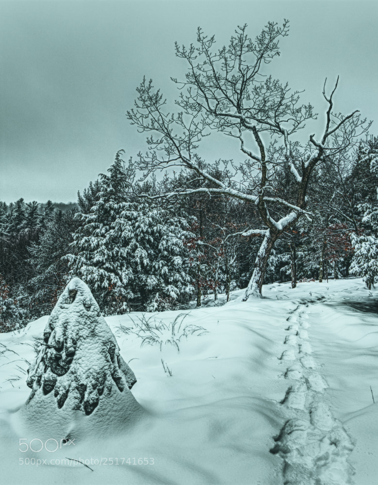 Fujifilm X-E3 sample photo. Treehill photography