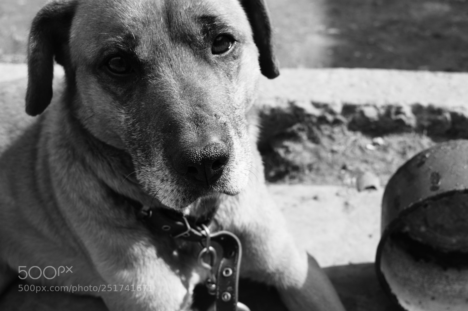 Nikon D3300 sample photo. Poor stray dog photography