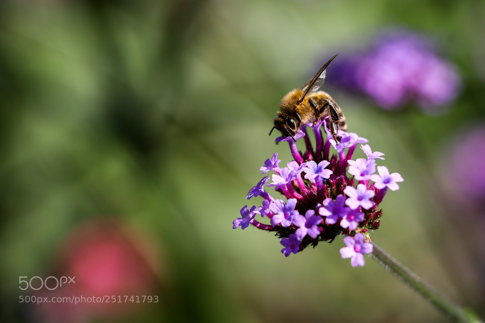 Canon EOS 80D sample photo. Bee photography