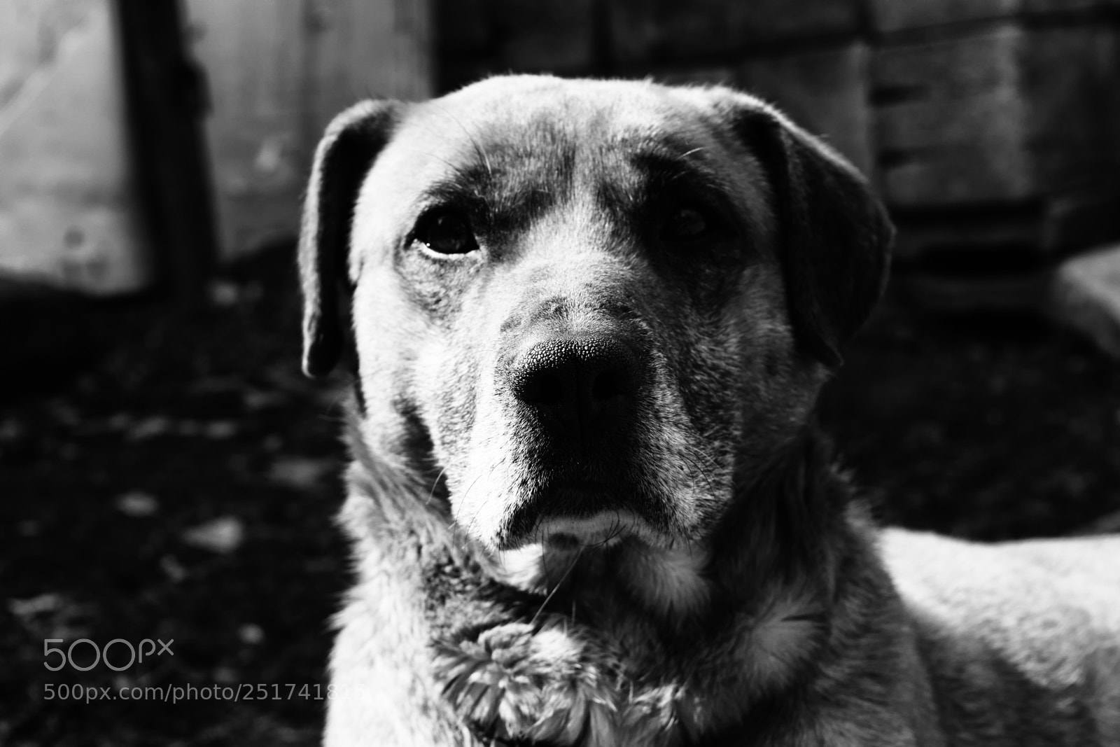 Nikon D3300 sample photo. Poor stray dog photography