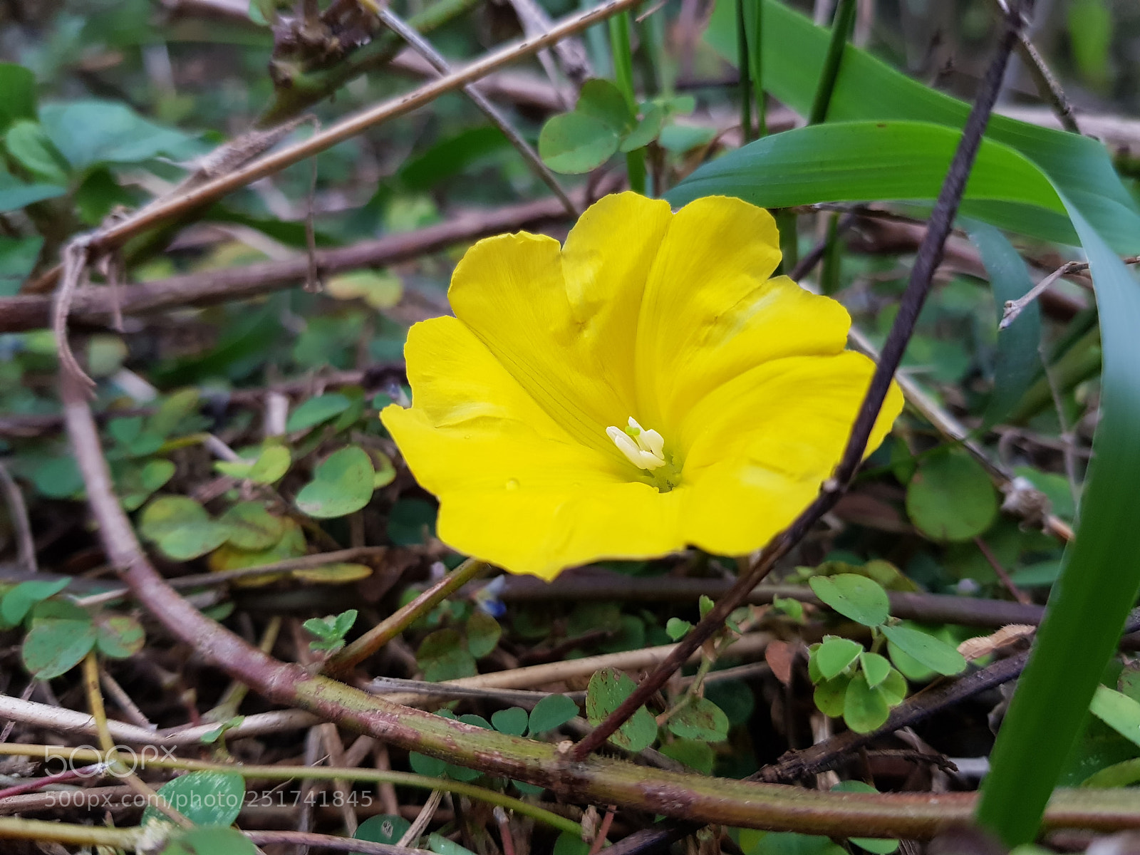 Samsung Galaxy S8+ sample photo. Amarillo campestre photography