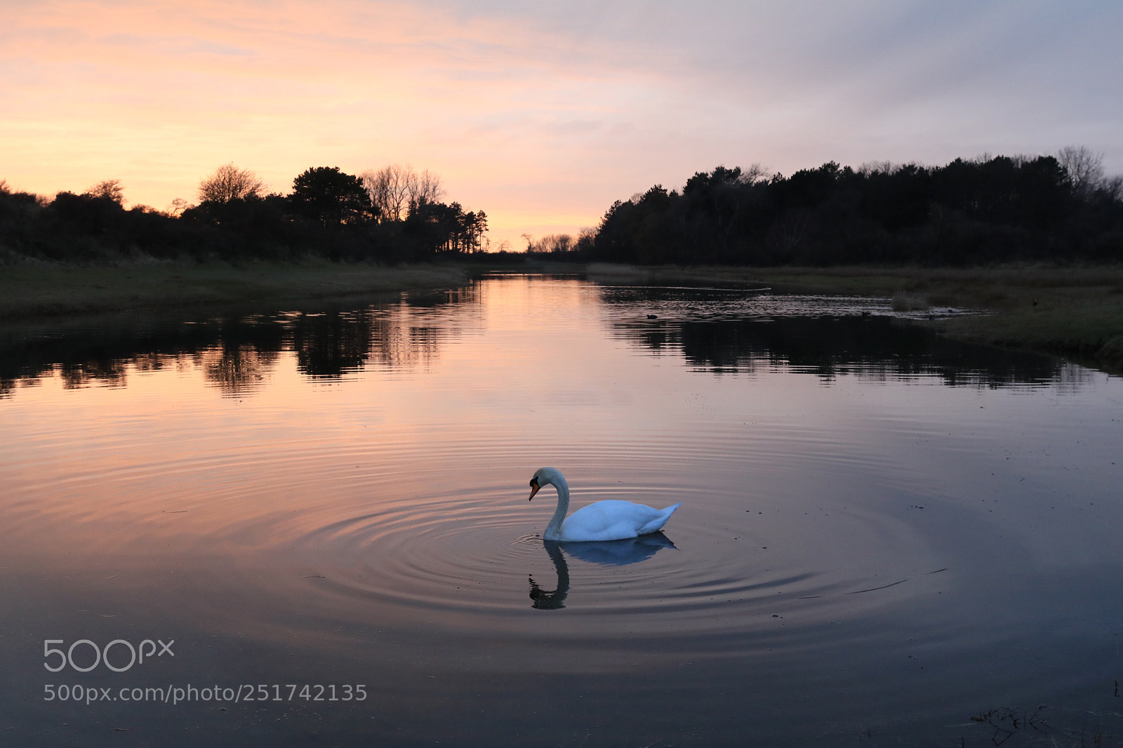 Canon EOS 80D sample photo. Swanlake photography