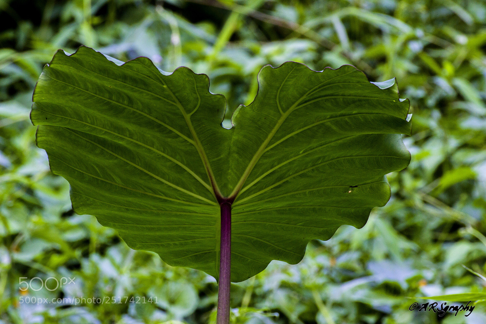 Canon EOS 600D (Rebel EOS T3i / EOS Kiss X5) sample photo. Nature heart photography