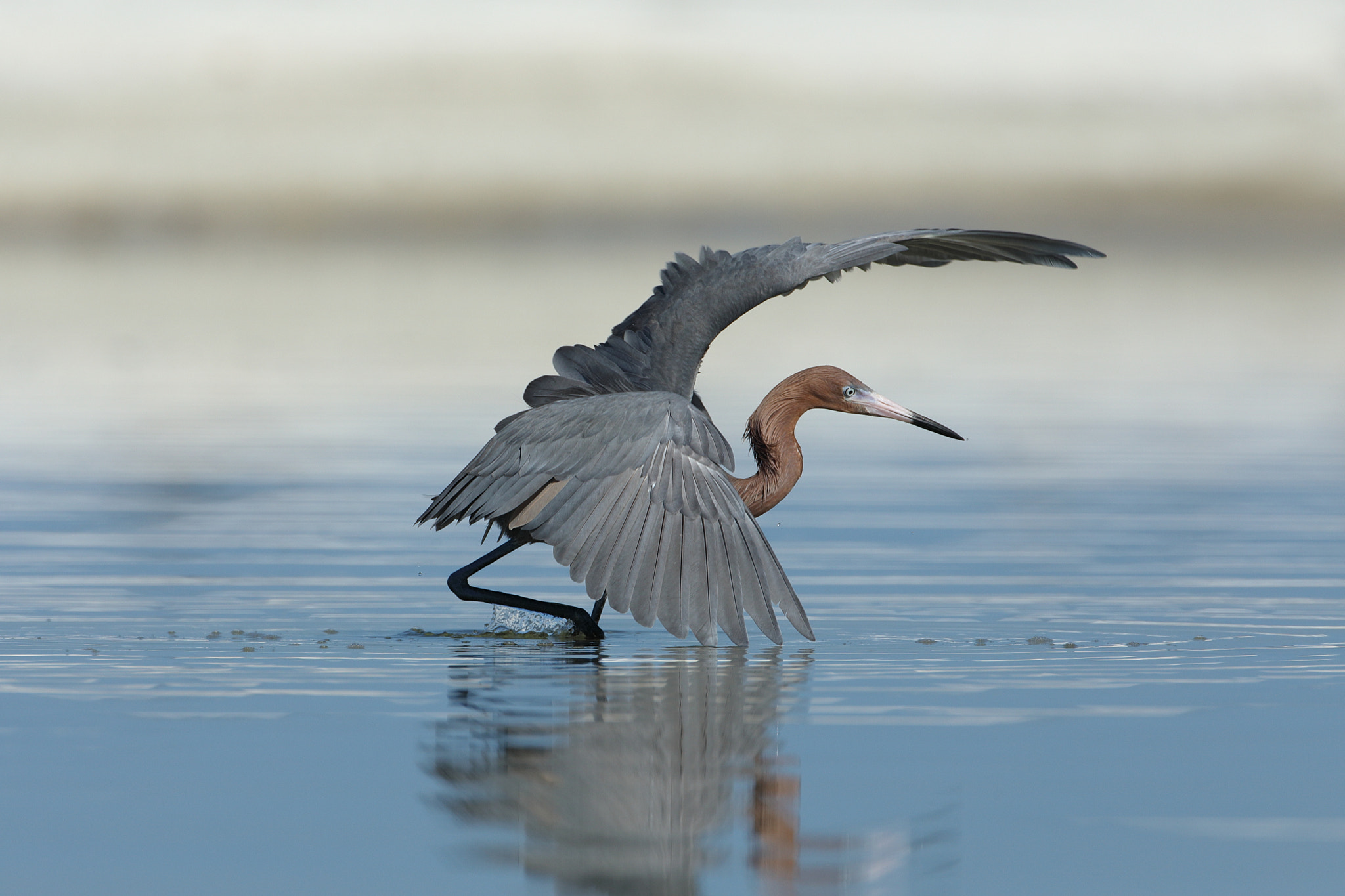 Canon EF 500mm F4L IS USM sample photo. Reddish egret (egretta rufescens) photography