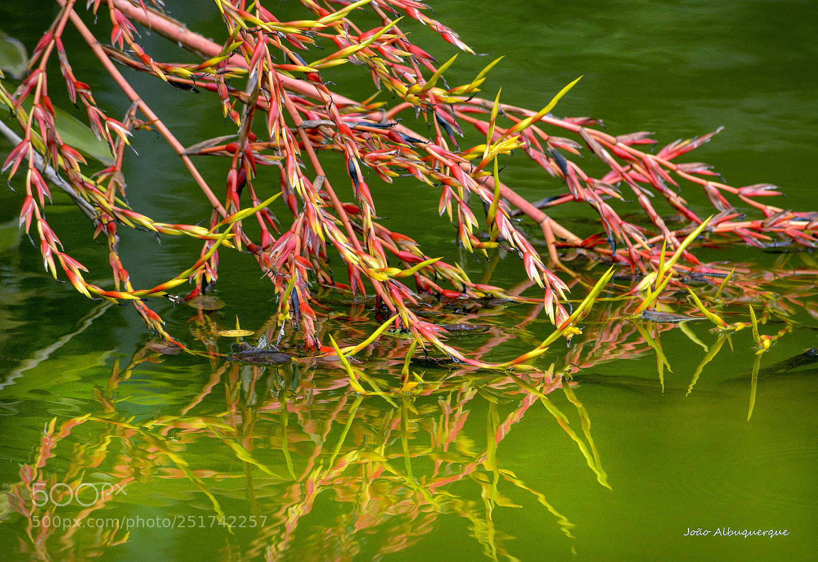 Nikon D5200 sample photo. Water plant photography