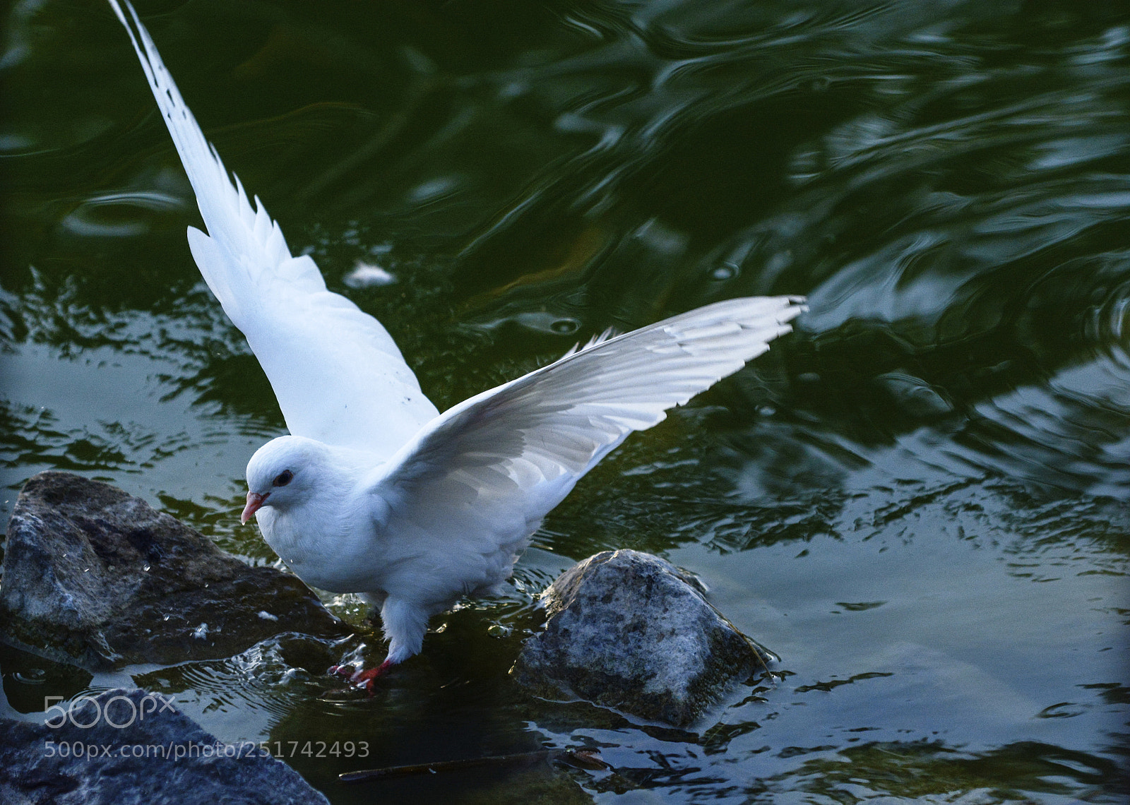 Nikon D7100 sample photo. Алёне photography