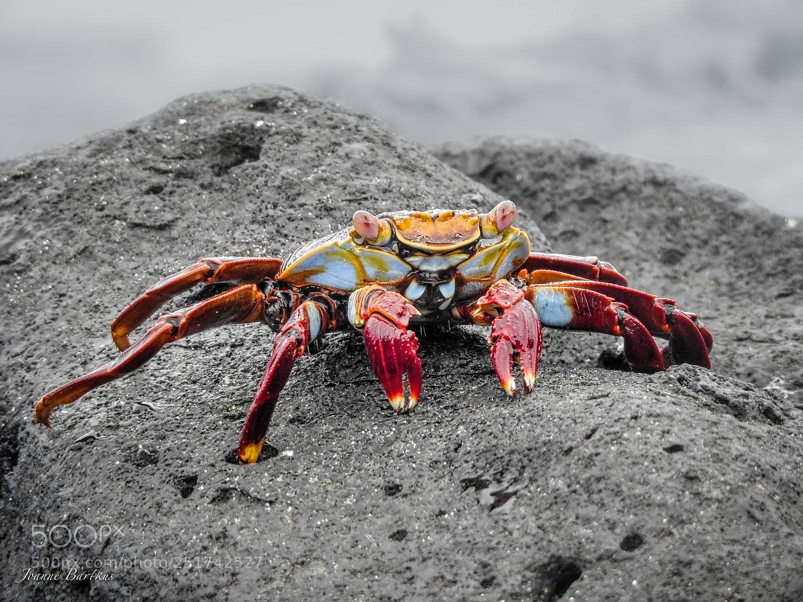 Nikon Coolpix P900 sample photo. Sally lightfoot crab photography