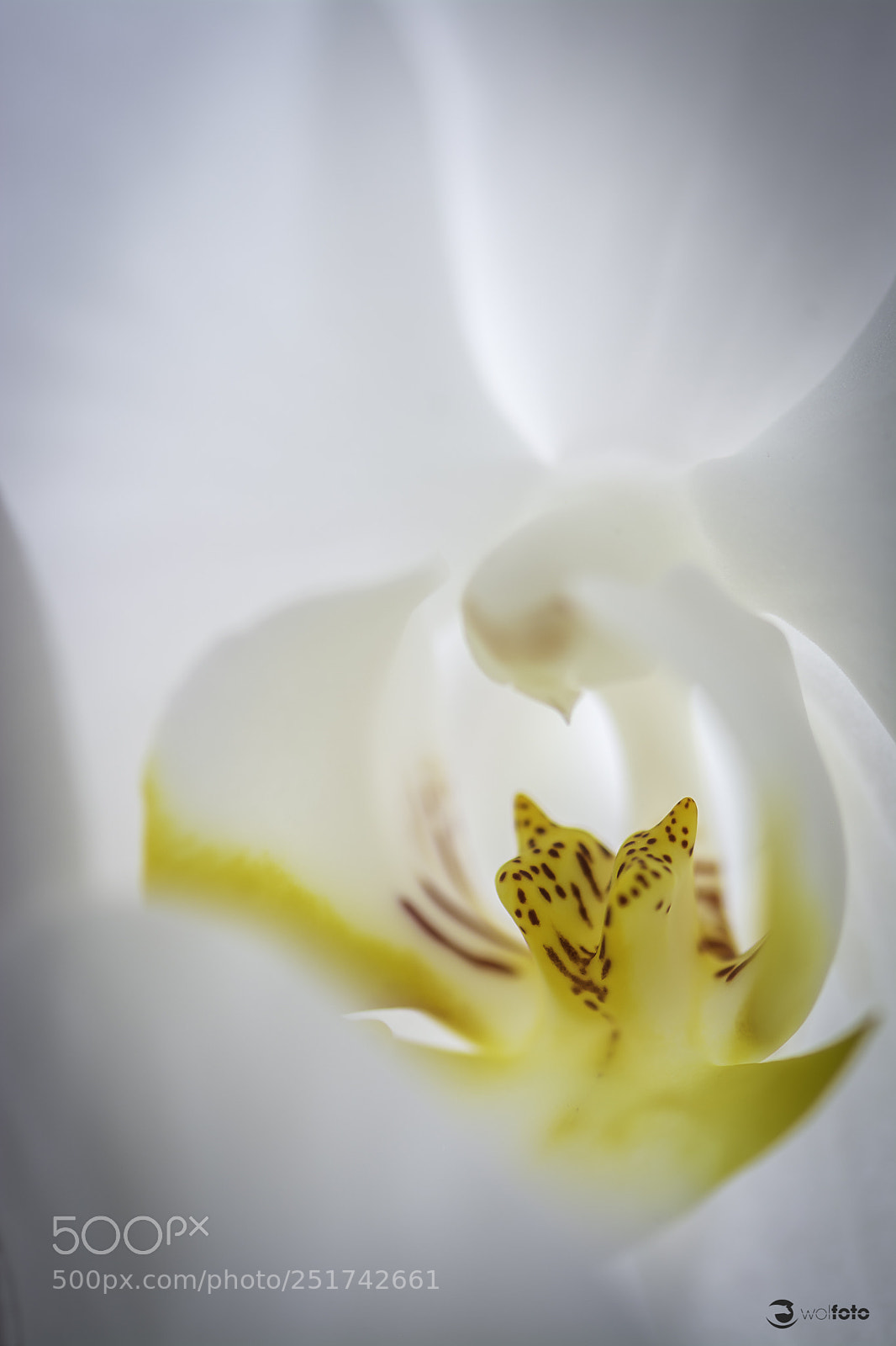Nikon D7100 sample photo. Nestled photography