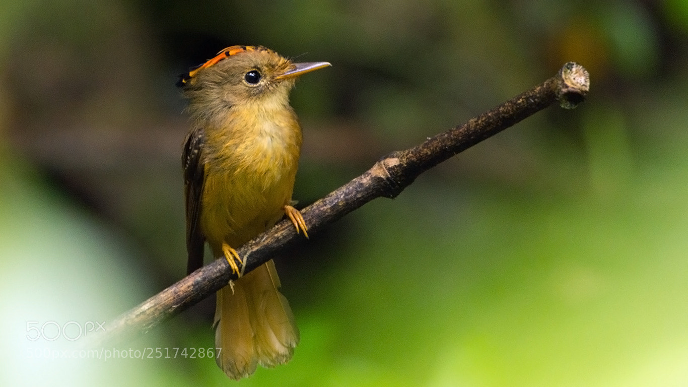 Canon EOS 60D sample photo. Atlantic royal flycatcher photography