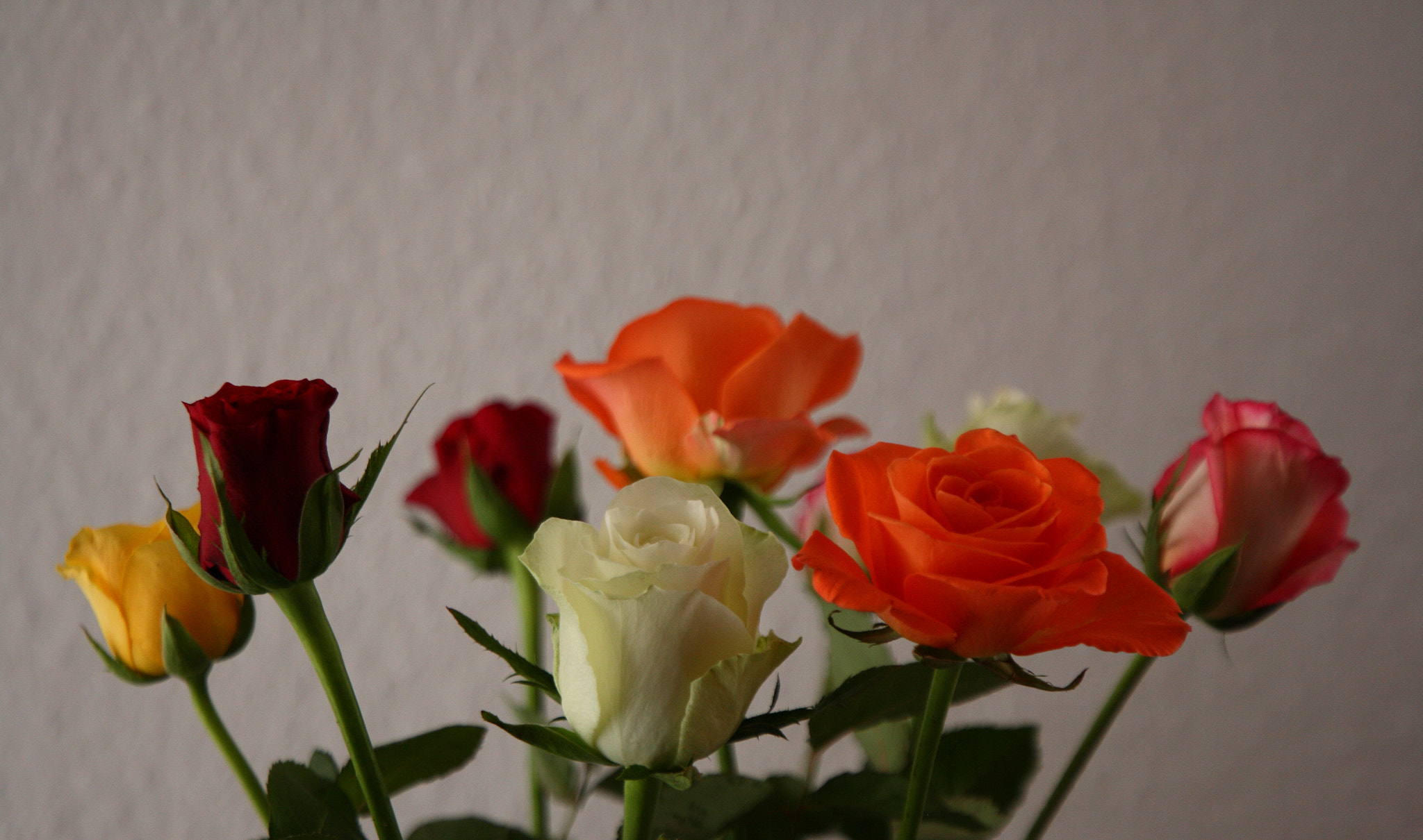 Canon EOS 5D + Canon EF 24-105mm F3.5-5.6 IS STM sample photo. Roses photography