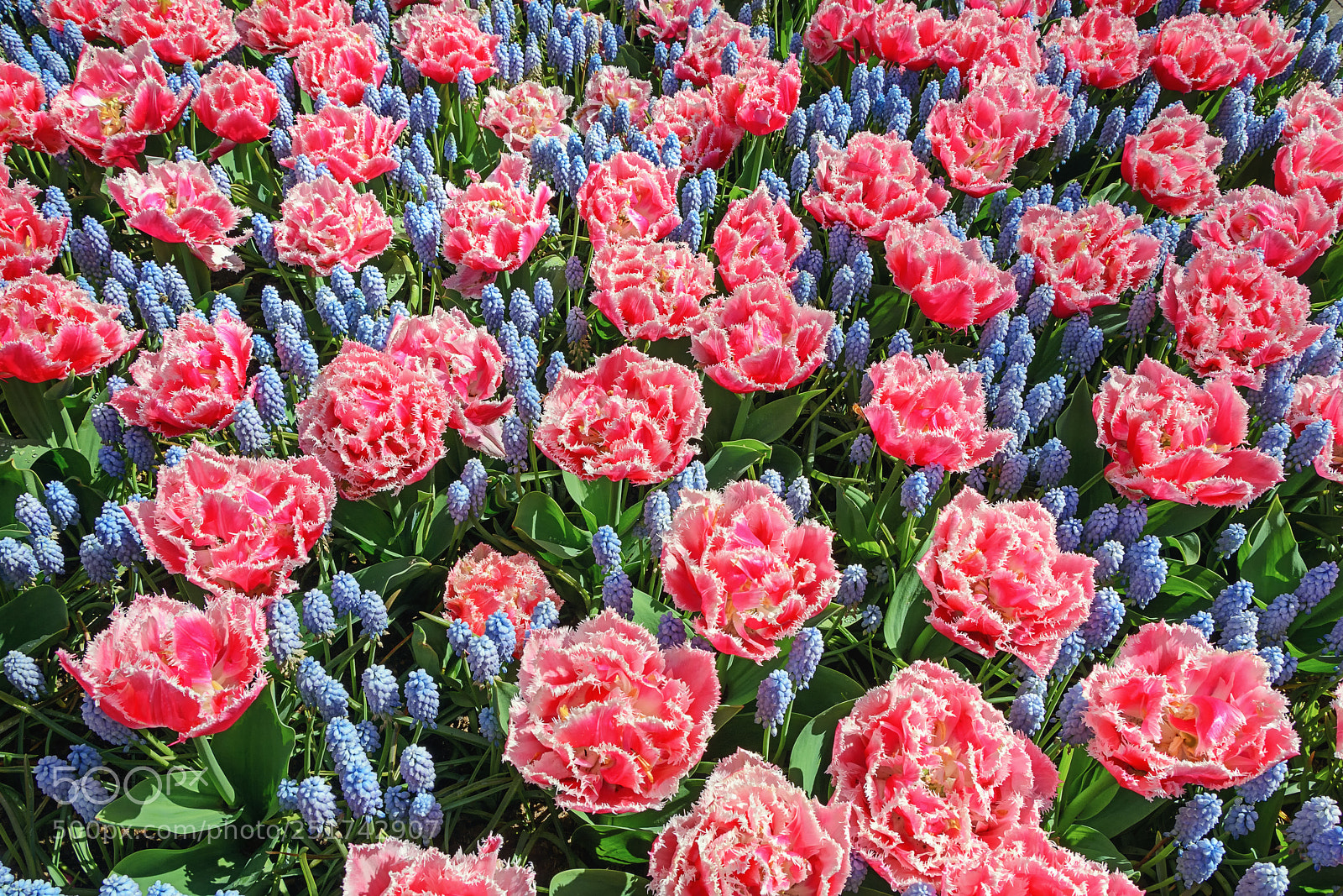 Nikon D7100 sample photo. Blooming flowers photography