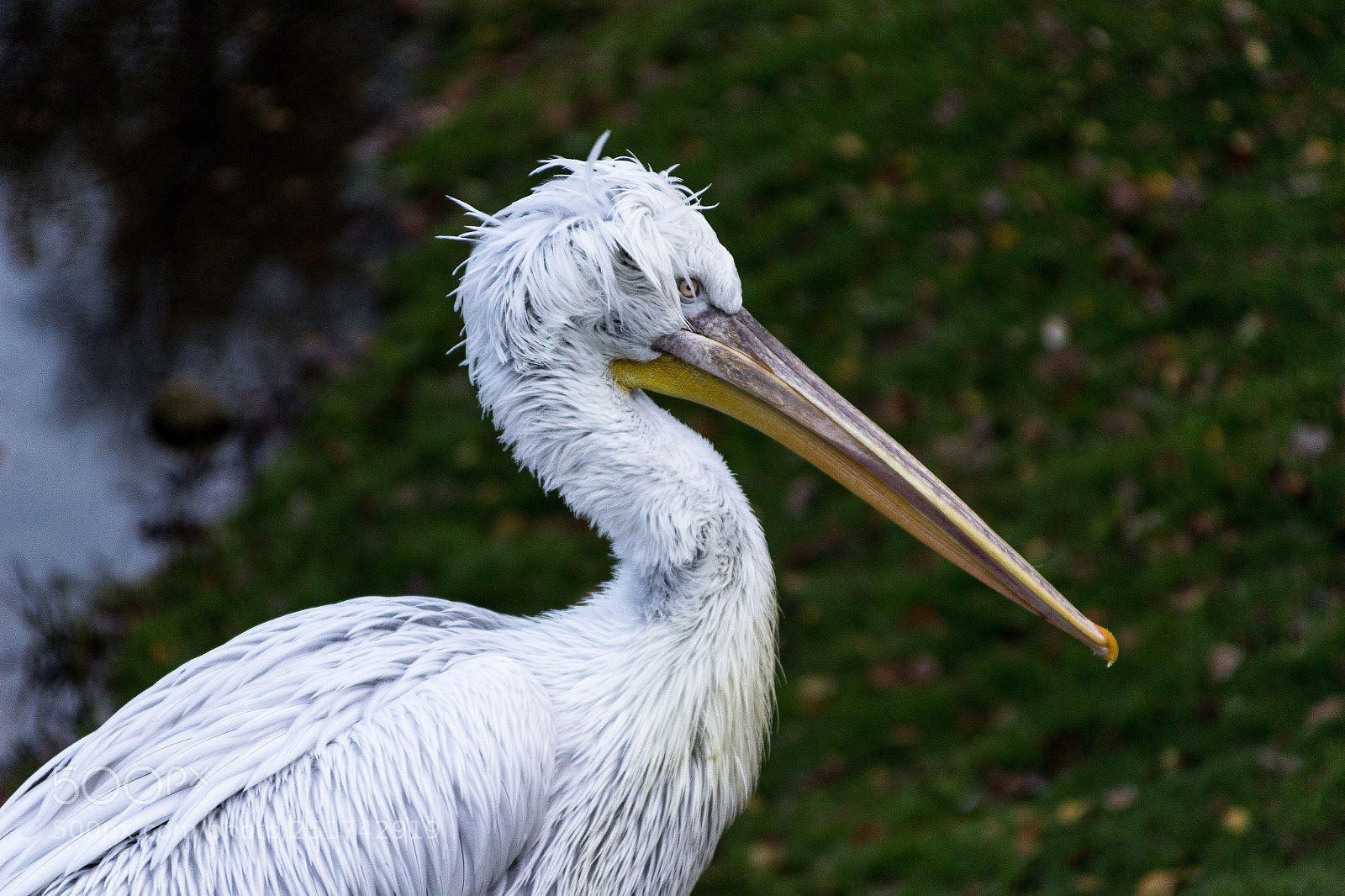 Canon EOS 100D (EOS Rebel SL1 / EOS Kiss X7) sample photo. Pelican photography