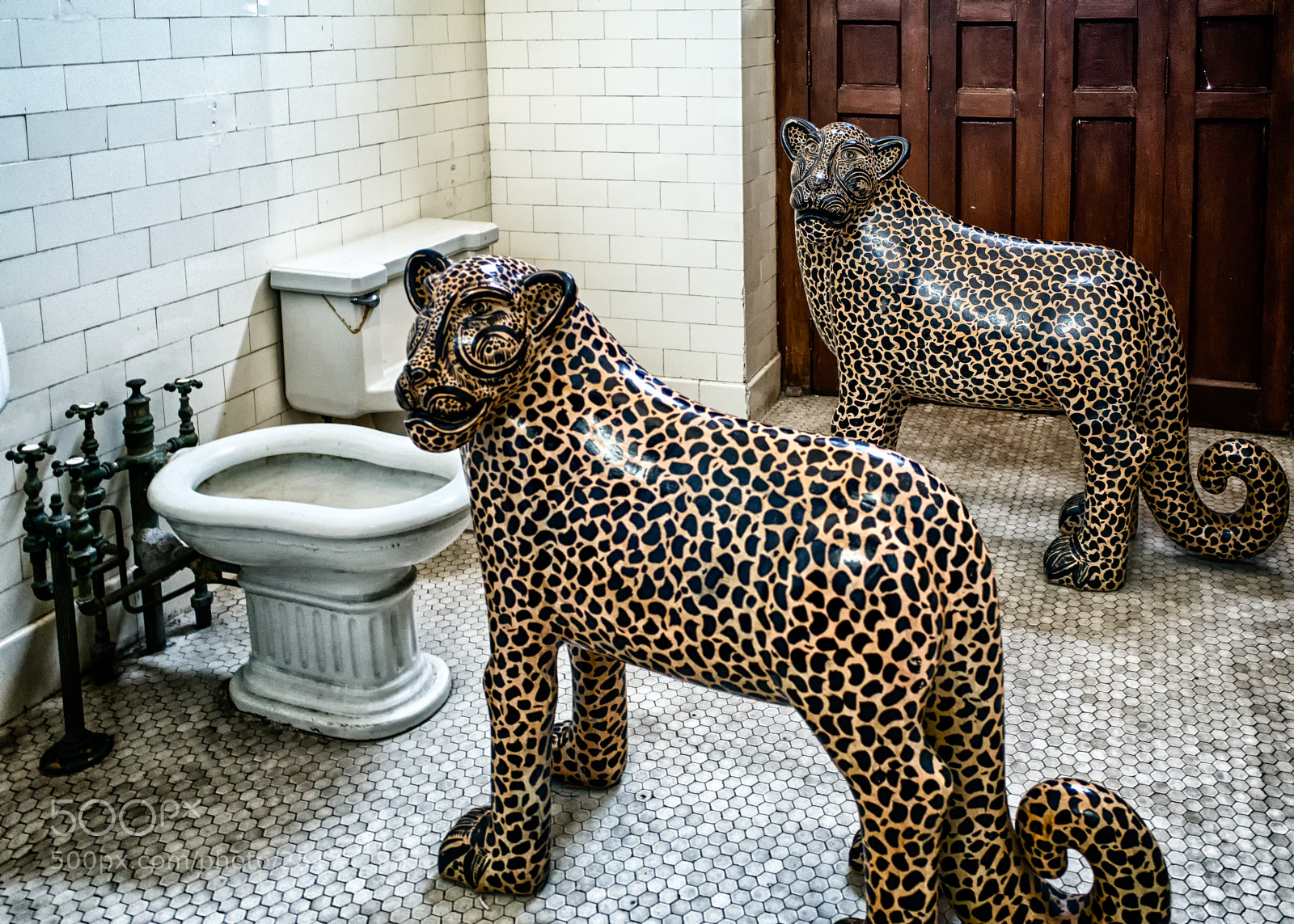 Ricoh GR sample photo. Cats in the bath photography