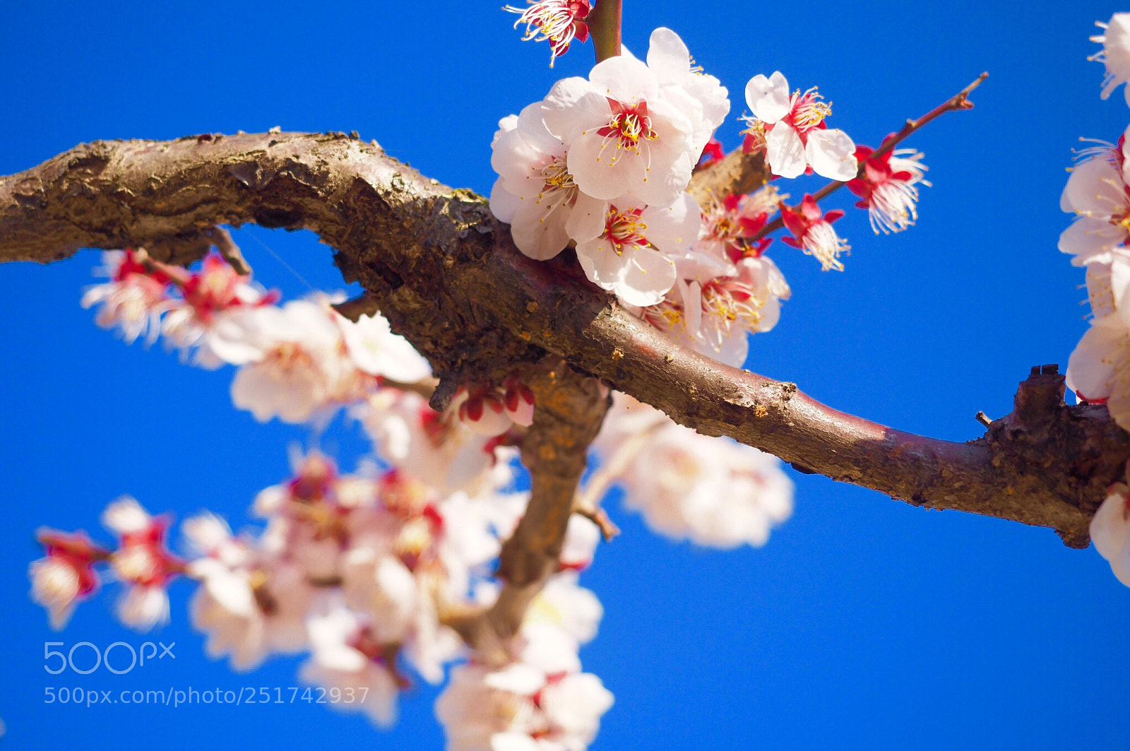 Olympus OM-D E-M10 II sample photo. Cherry blossoms branch photography