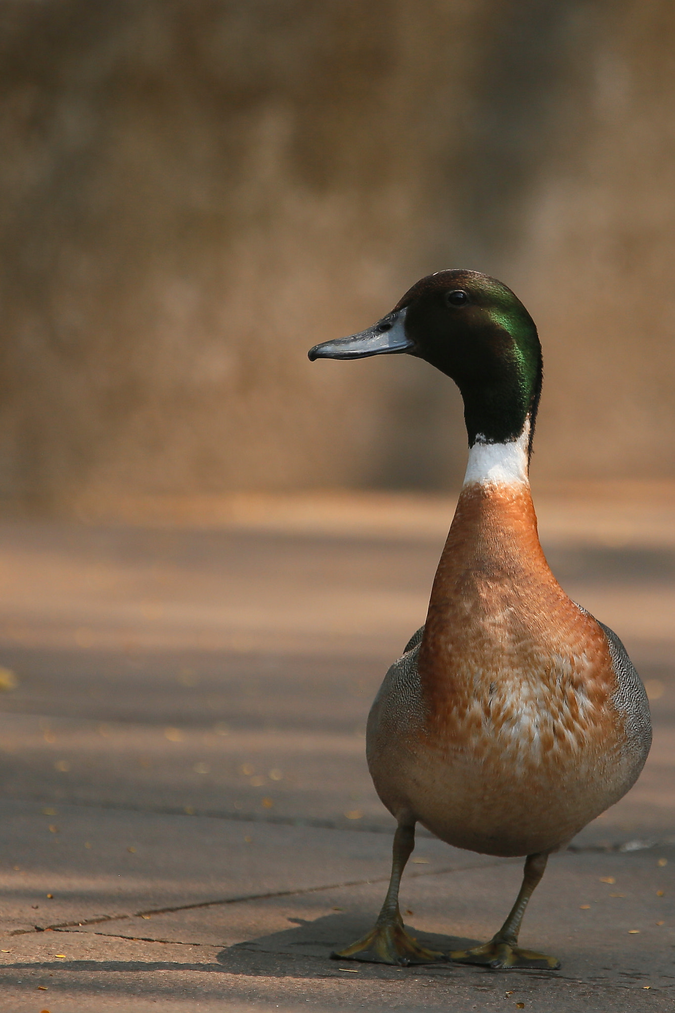 Canon EOS 6D + Canon EF 100-400mm F4.5-5.6L IS USM sample photo. 开心的鸭子 photography