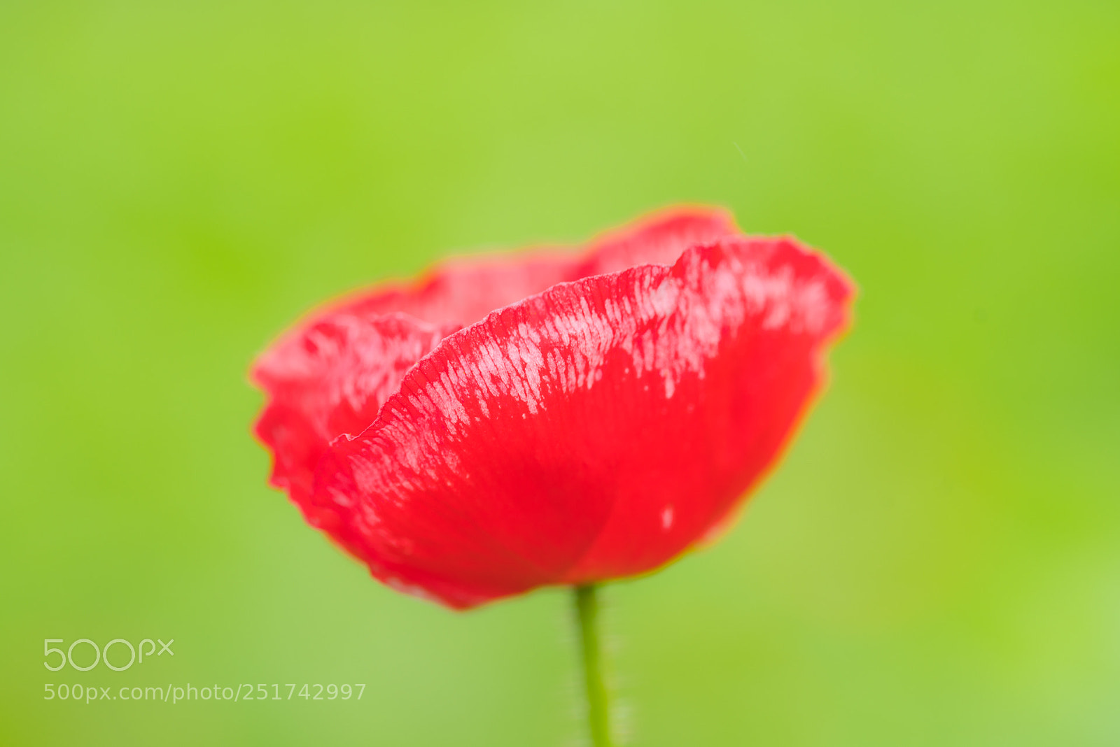 Sony a7R II sample photo. 虞美人 photography