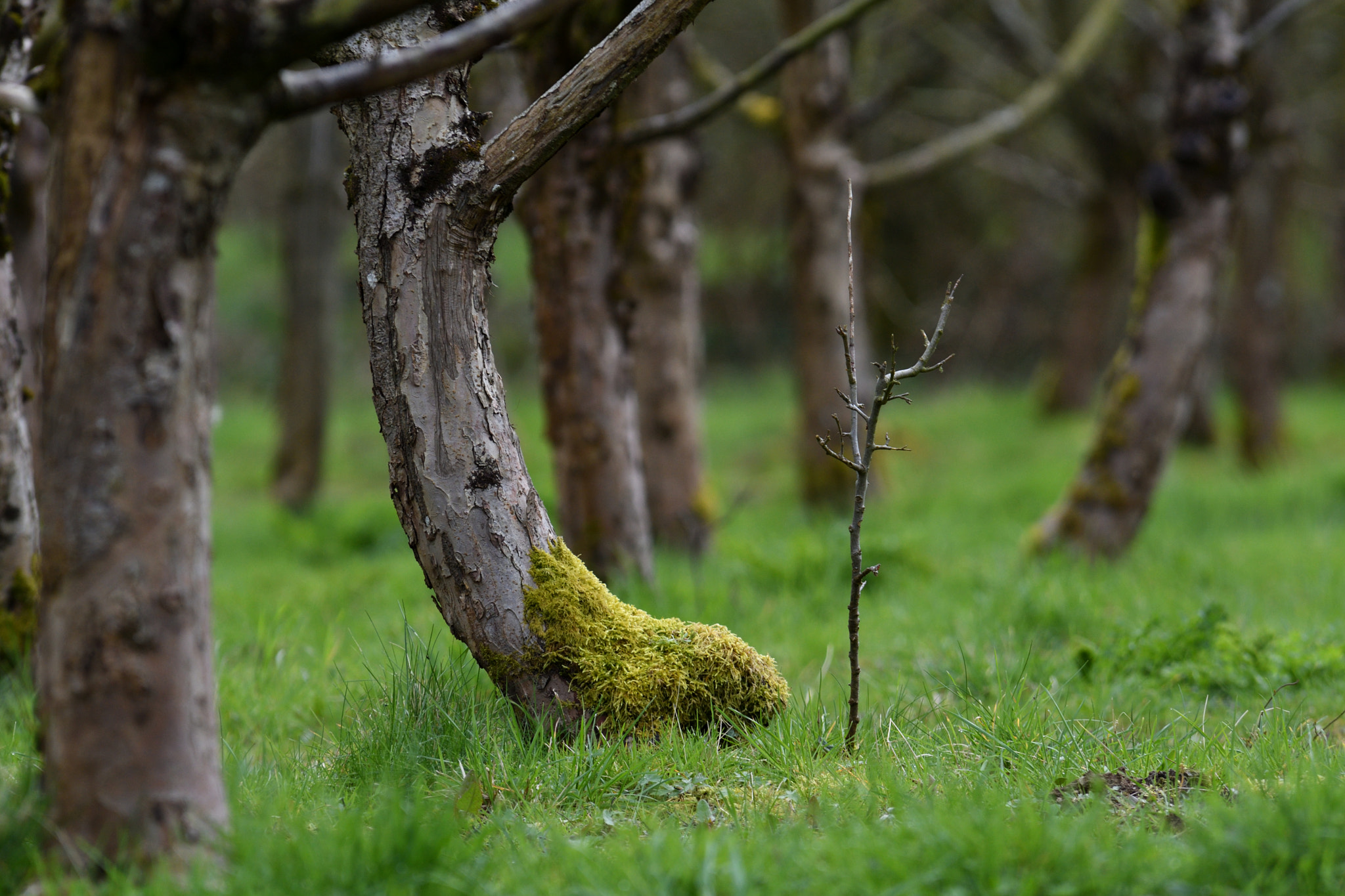 Nikon D500 sample photo. The small tree among the big ones photography