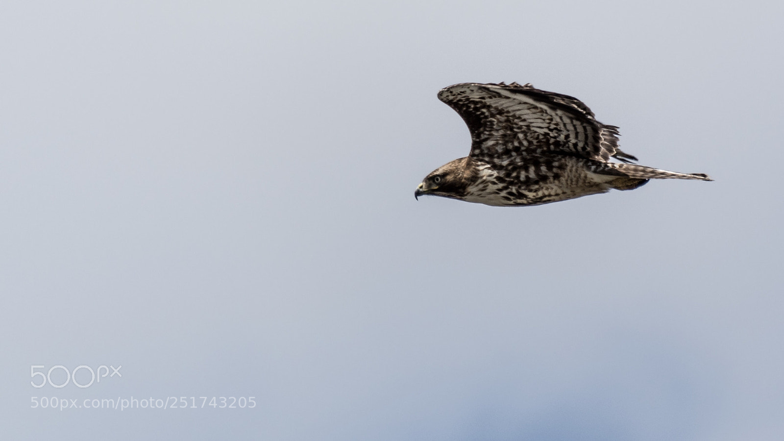 Nikon D500 sample photo. Red-tailed hawk photography