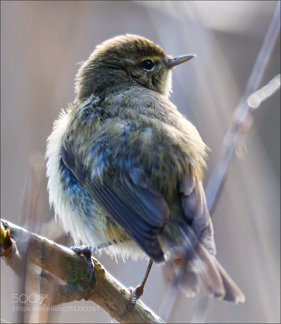 Nikon D500 sample photo. Backlight  (tjiftjaf) photography