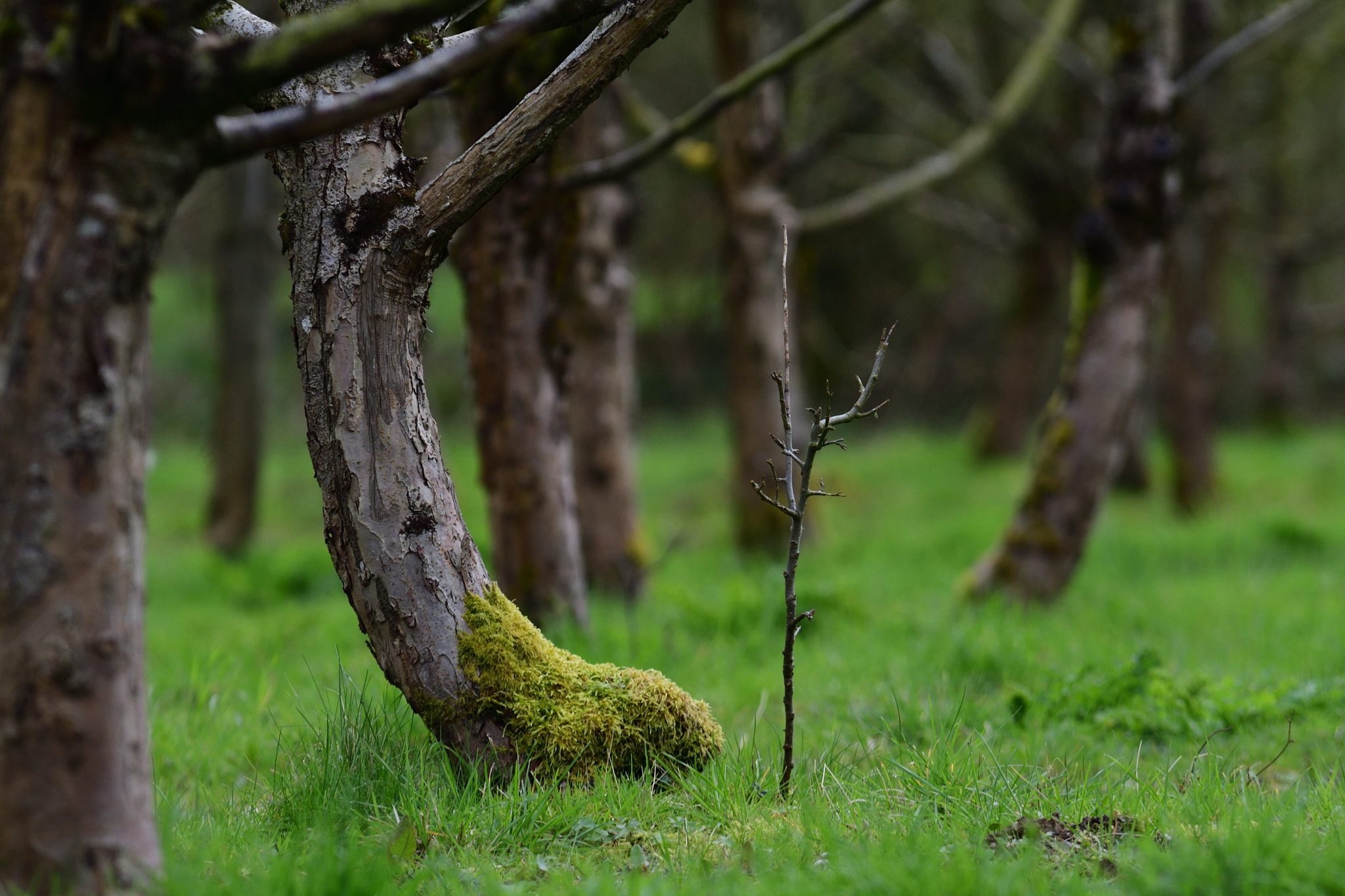Nikon D500 sample photo. The small tree among the big ones photography