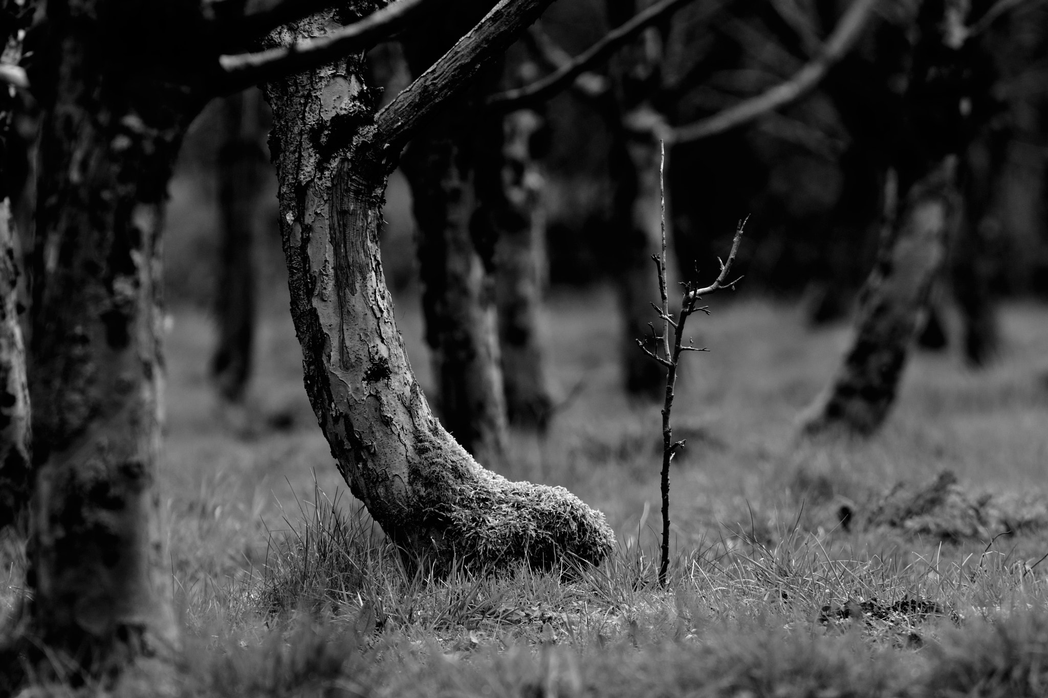 Nikon D500 sample photo. The small tree among the big ones photography