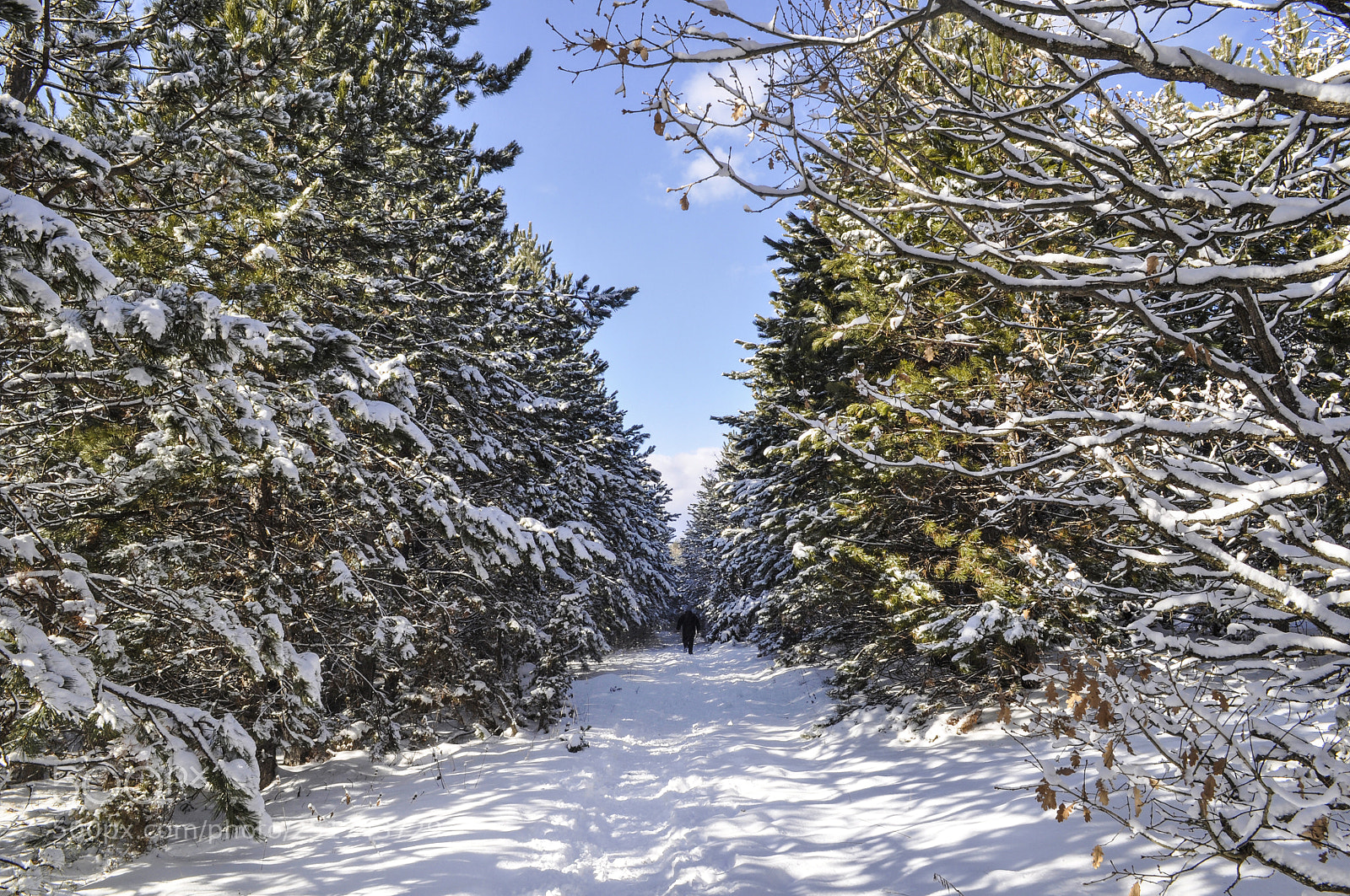 Nikon D5000 sample photo. Winter scene photography