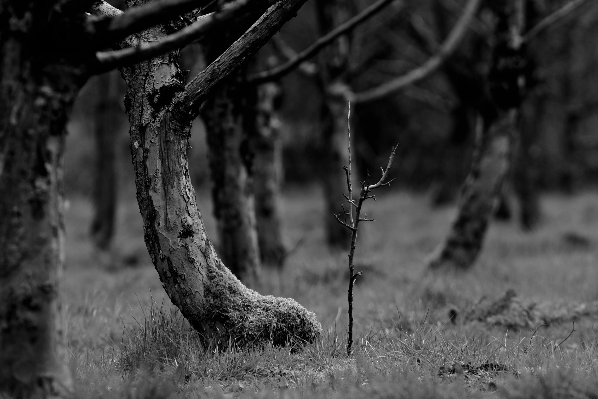 Nikon D500 sample photo. The small tree among the big ones photography