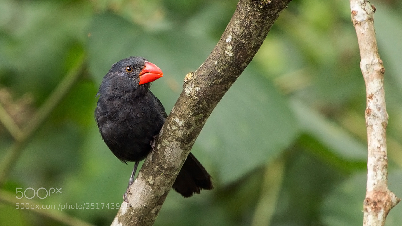 Canon EOS 60D sample photo. Black-throated grosbeak photography