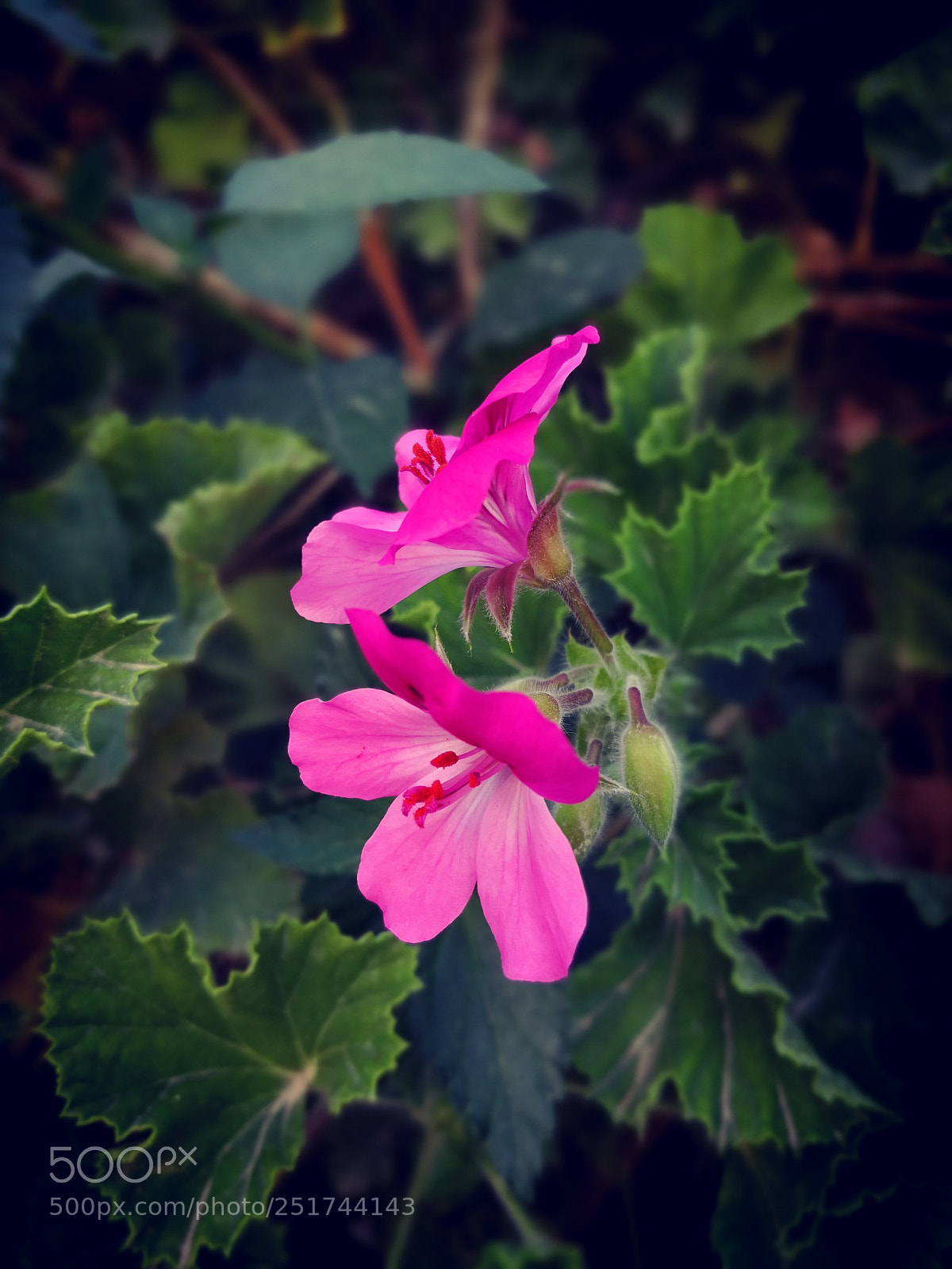 HUAWEI Mate 10 Pro sample photo. Pink flower photography