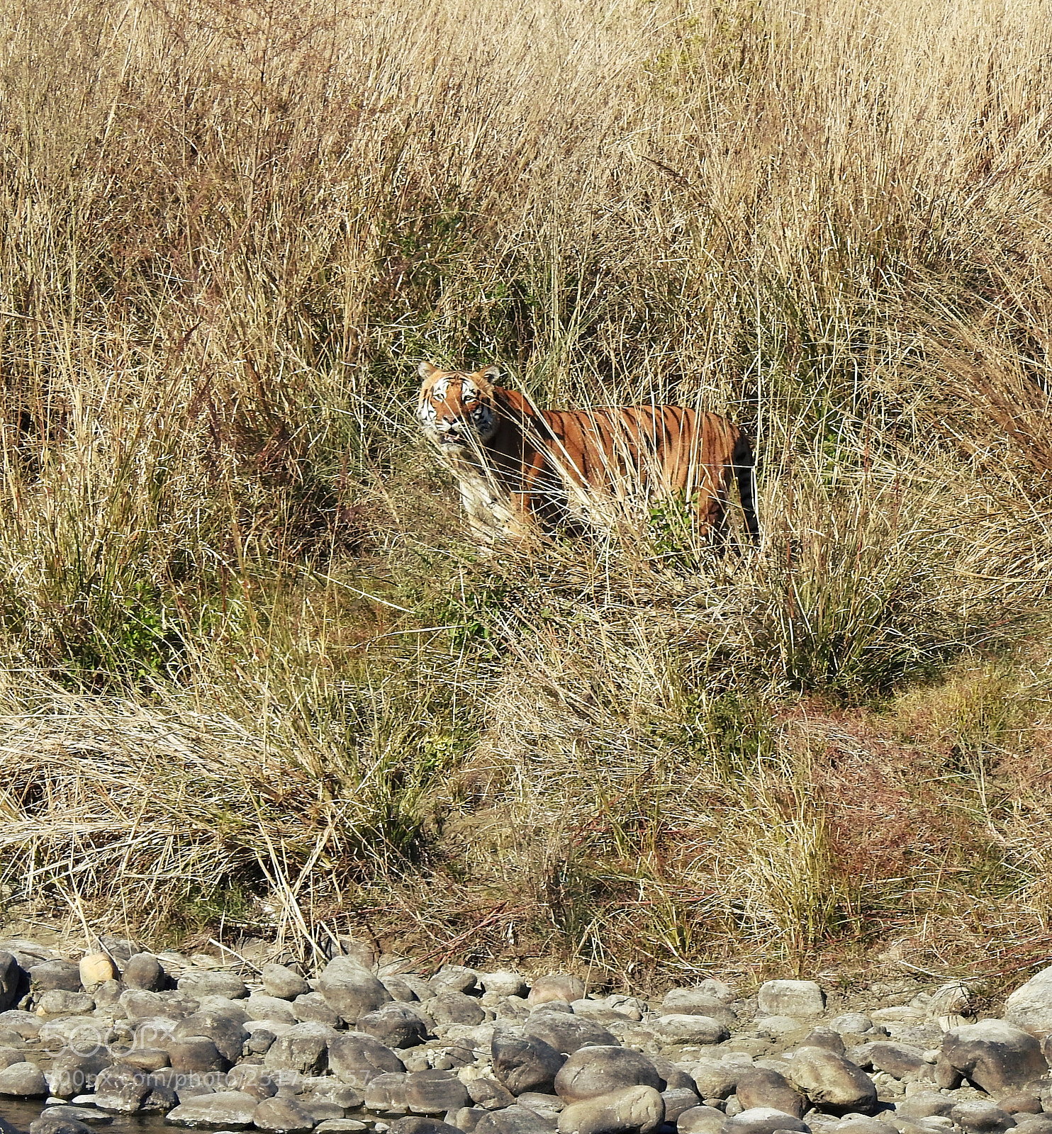 Nikon Coolpix P900 sample photo. King of corbett photography