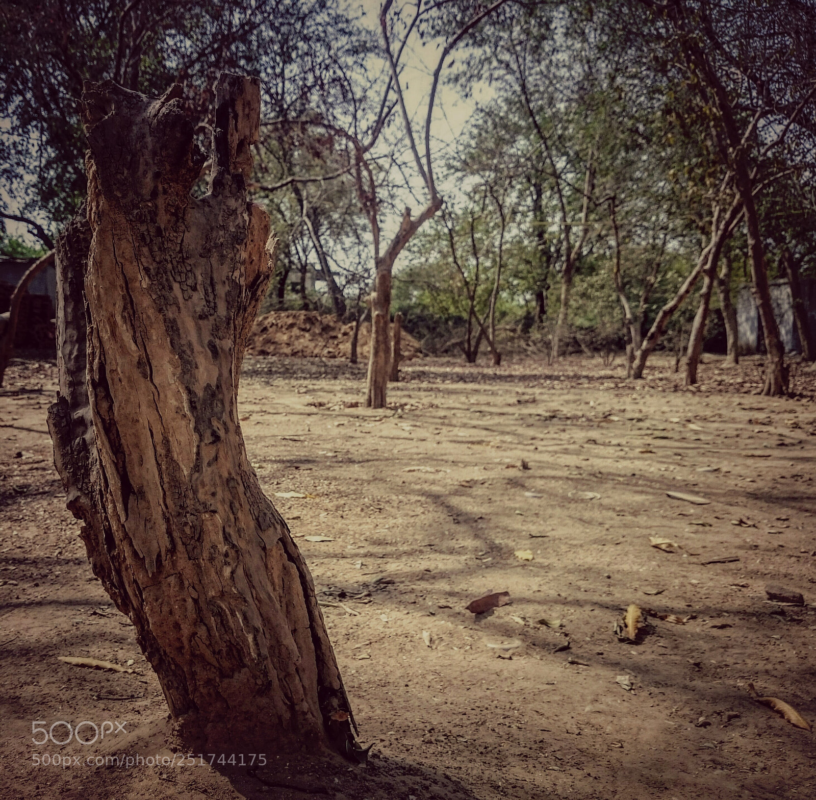 Sony Xperia Z2 sample photo. # grow with alone # photography