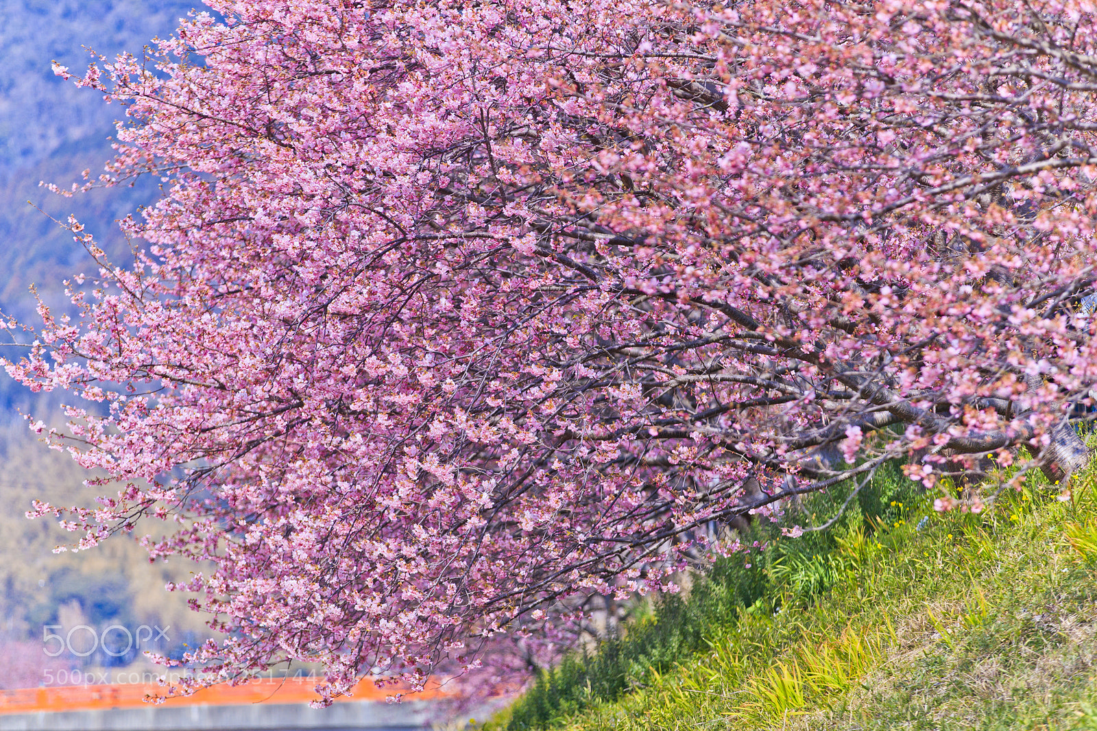 Canon EOS-1D X Mark II sample photo. 河津町櫻花 kawazu-chō sakura photography