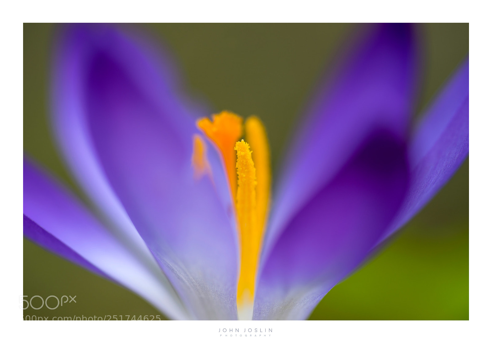 Sony a7 sample photo. Spring crocus photography