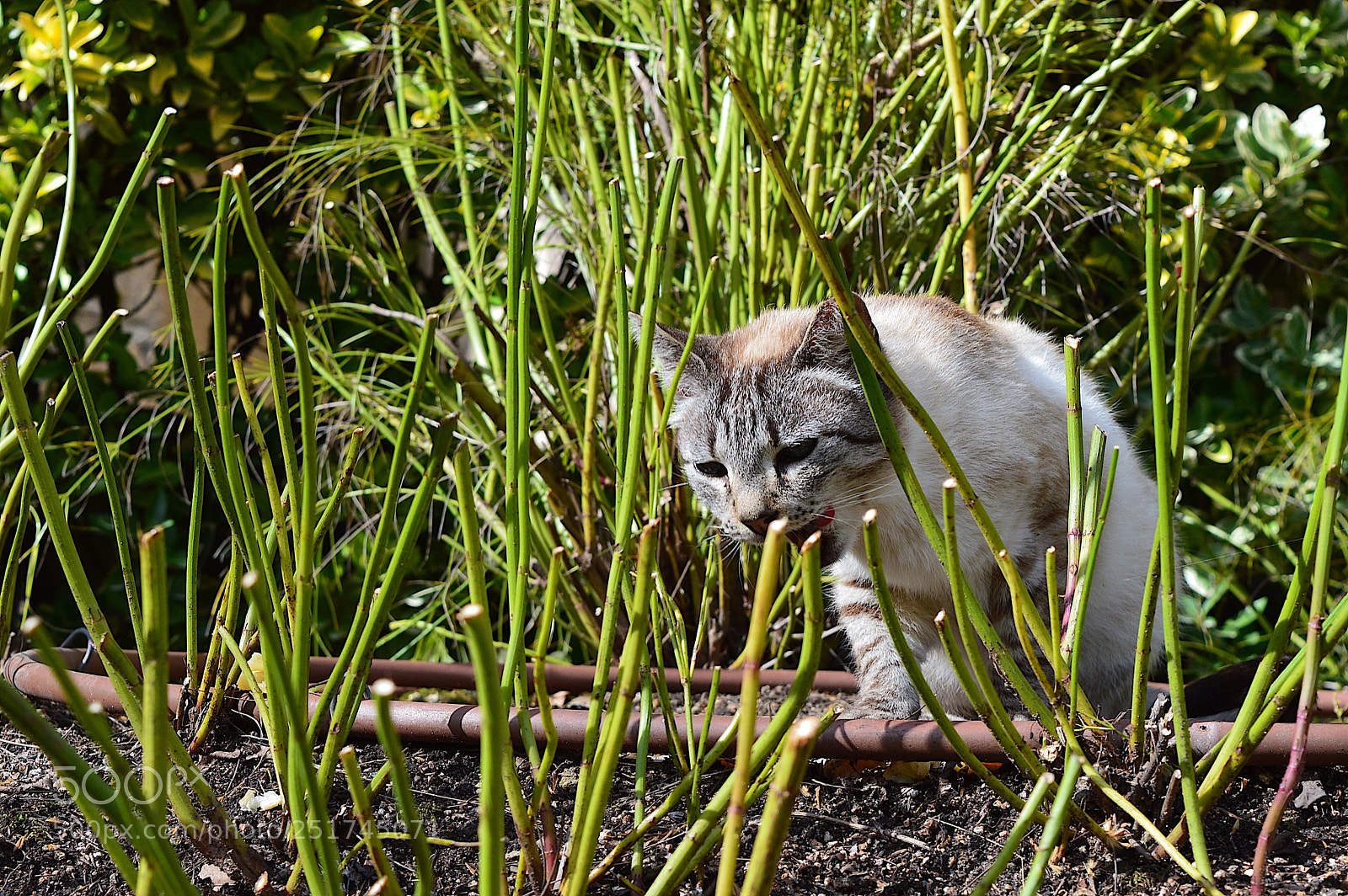 Nikon D3200 sample photo. Furry friend photography