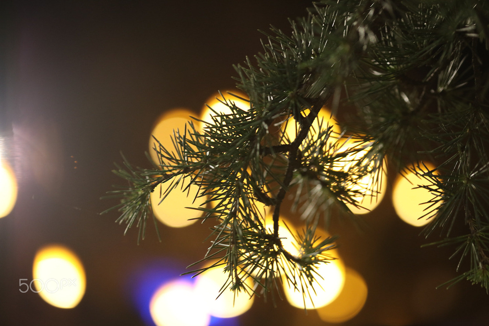 Canon EF 100mm F2.8 Macro USM sample photo. Turkey trabzon photography