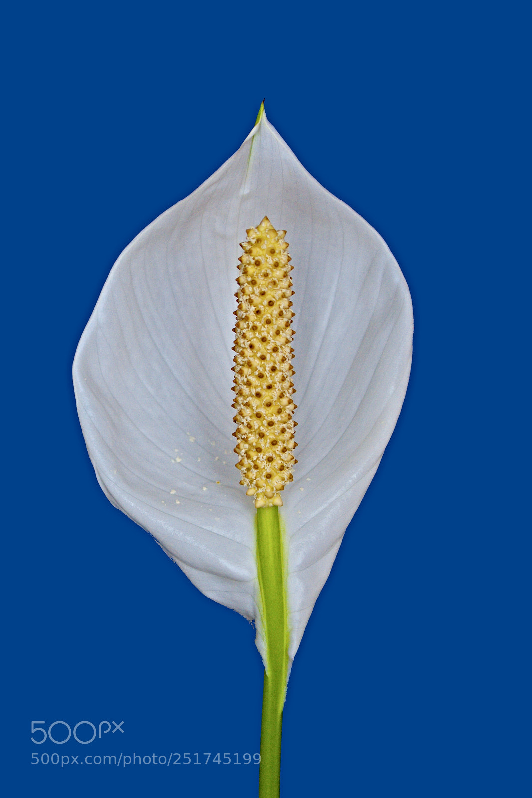 Canon EOS 50D sample photo. Flower photography